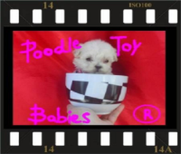 *** VERDADEIROS BIBELOS POODLE MICRO E POODLE TOY LOVPUPPIES